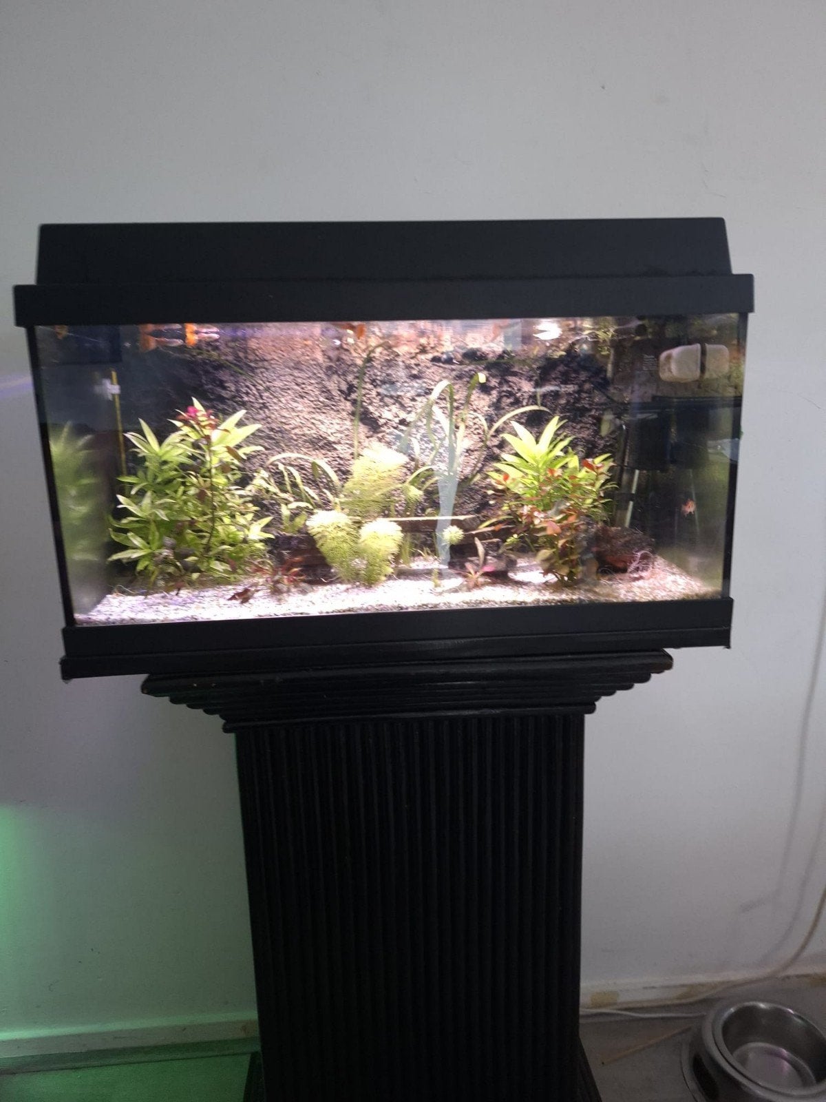 aquarium, Ophalen, Inclusief vissen, Juwel, Gevuld zoetwateraquarium
