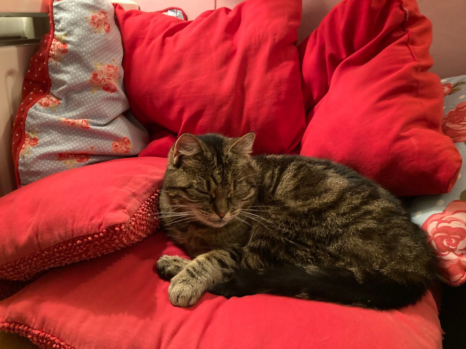 Goed rustig huis gezocht voor lieve poes, Dieren en Toebehoren, Poes, Kortharig, 6 jaar of ouder