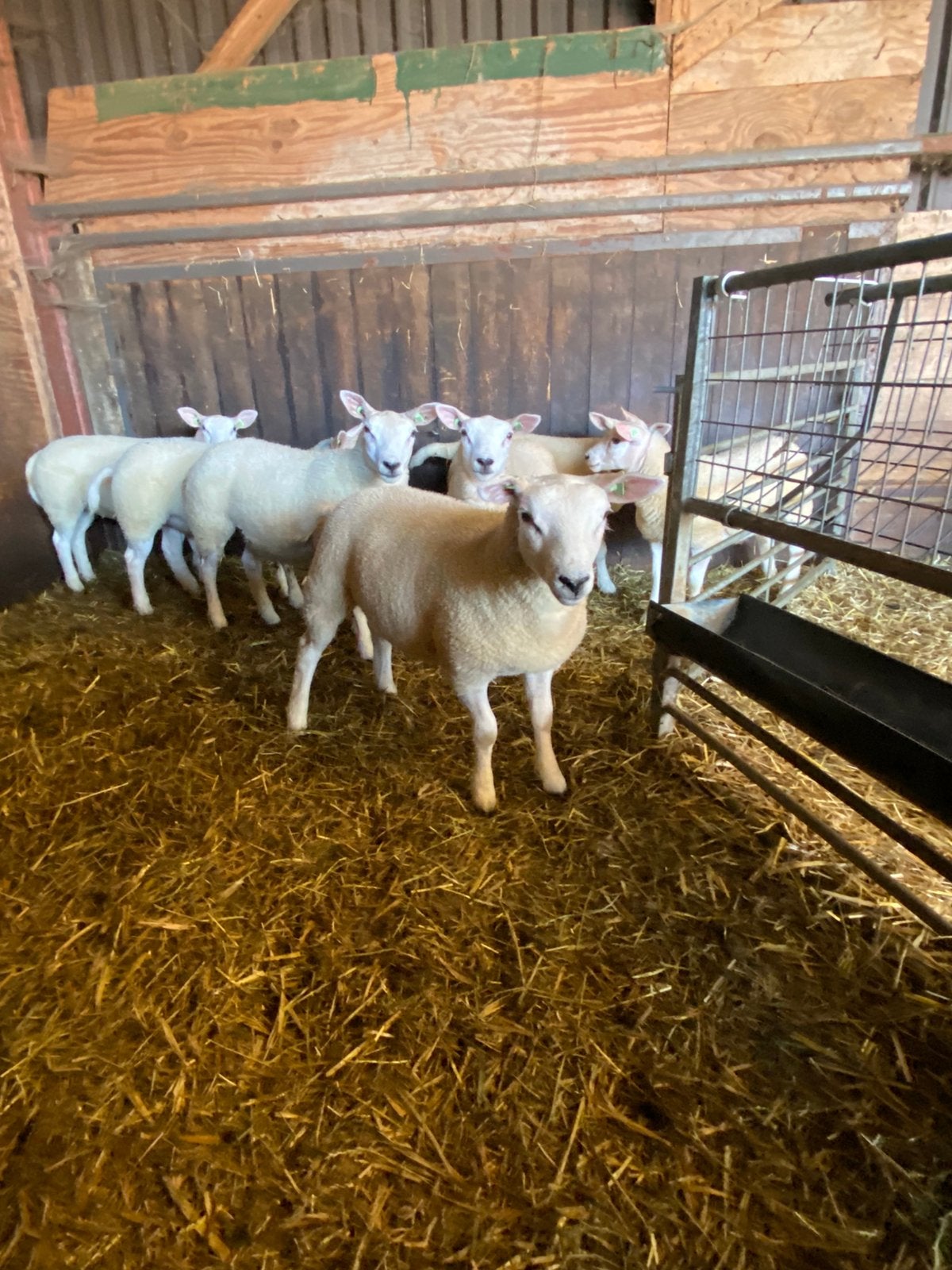 Lammeren, Dieren en Toebehoren, Vrouwelijk, Schaap