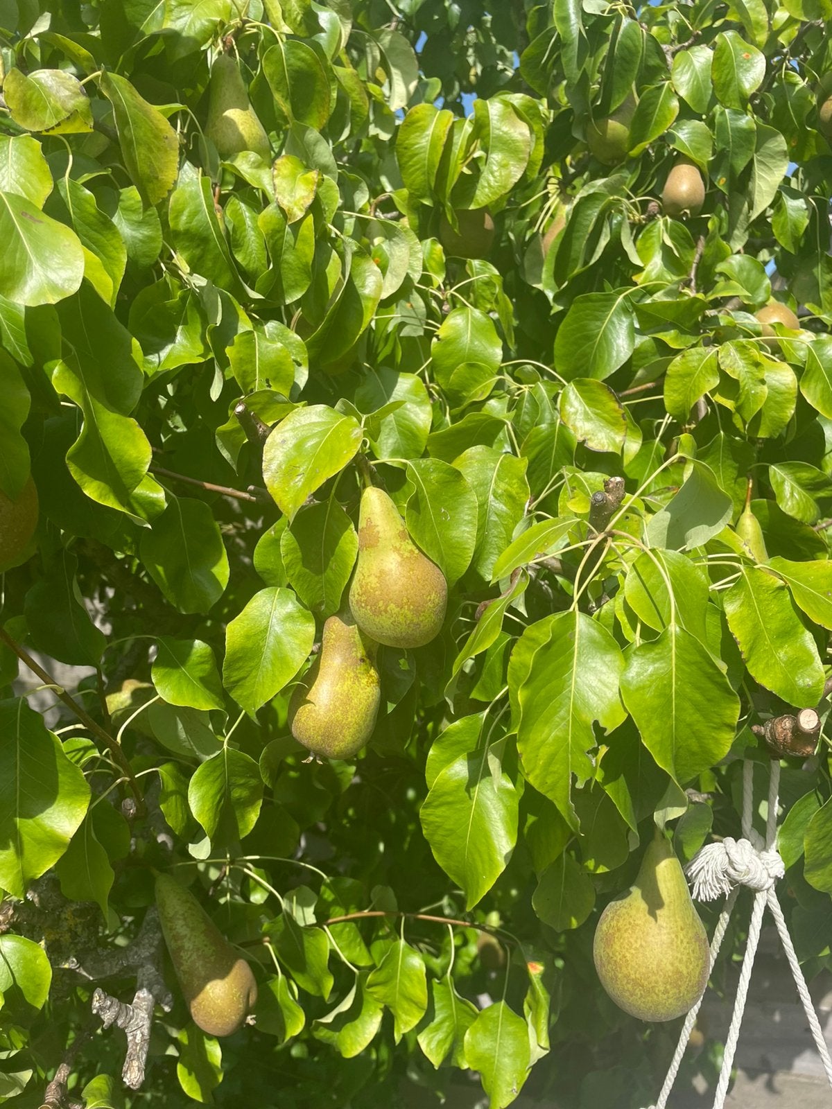 Perenboom, Tuin en Terras, Ophalen, Zo goed als nieuw