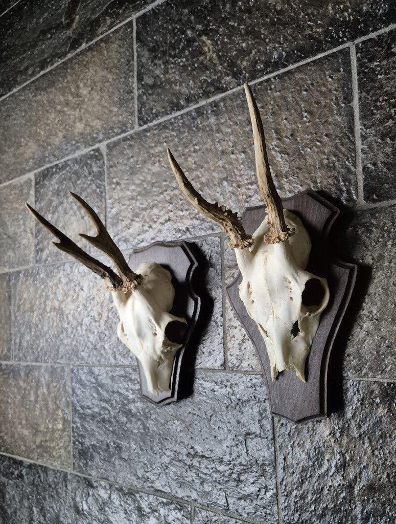 2 Prachtige Ree Geweien samen € 19,50 jacht hut mancave b2, Ophalen of Verzenden, Zo goed als nieuw, Hert, Gewei of Kop