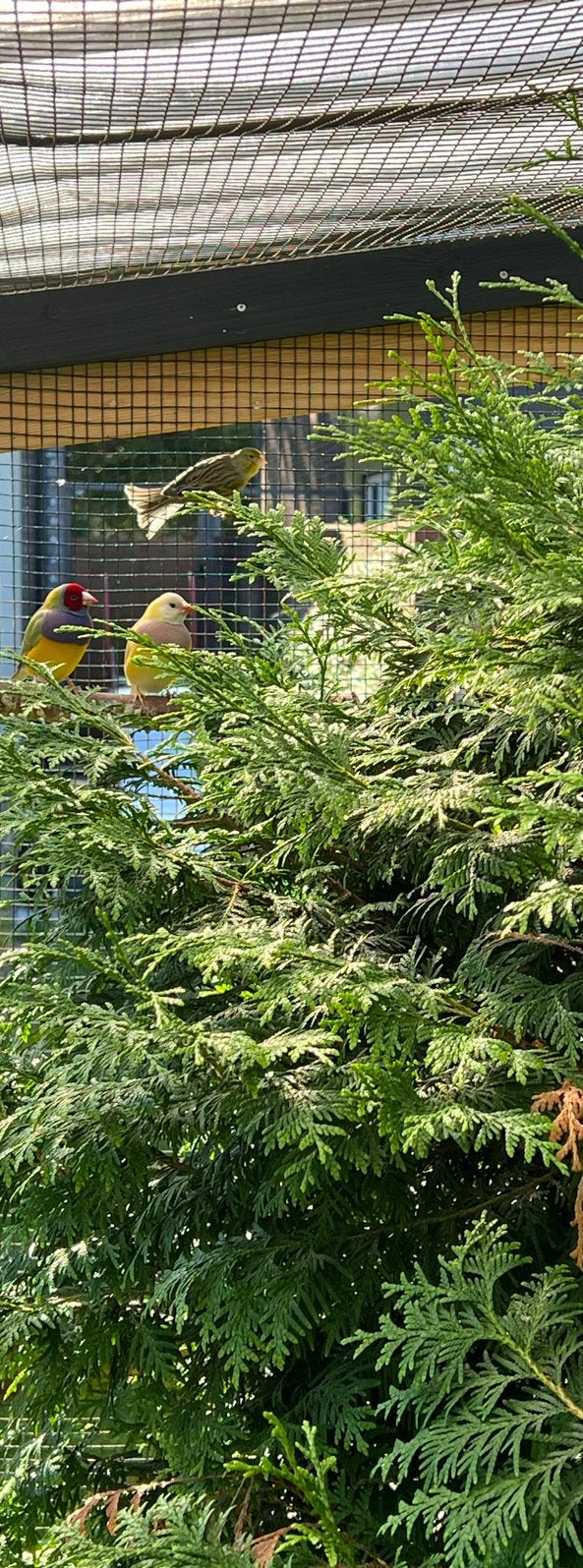 2 gouldamadine man en pop, Meerdere dieren, Geringd