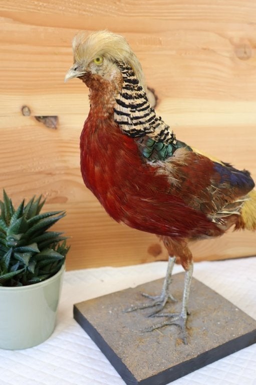 Taxidermie - opgezette fazant goudfazant, Ophalen of Verzenden, Gebruikt, Vogel, Opgezet dier