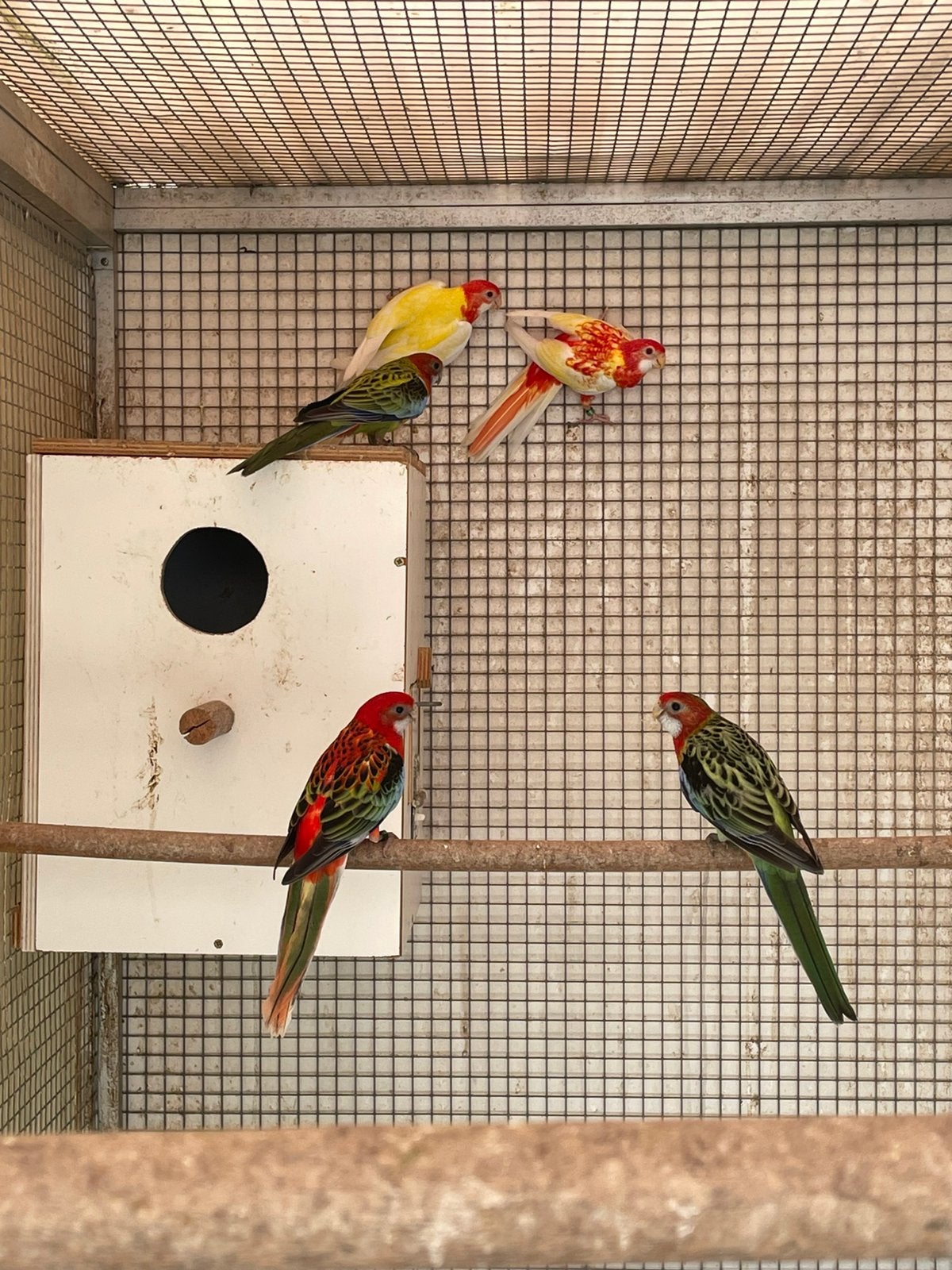 Jong koppel wildkleur Rosella s, Dieren en Toebehoren, Vogels | Parkieten en Papegaaien, Parkiet, Geringd