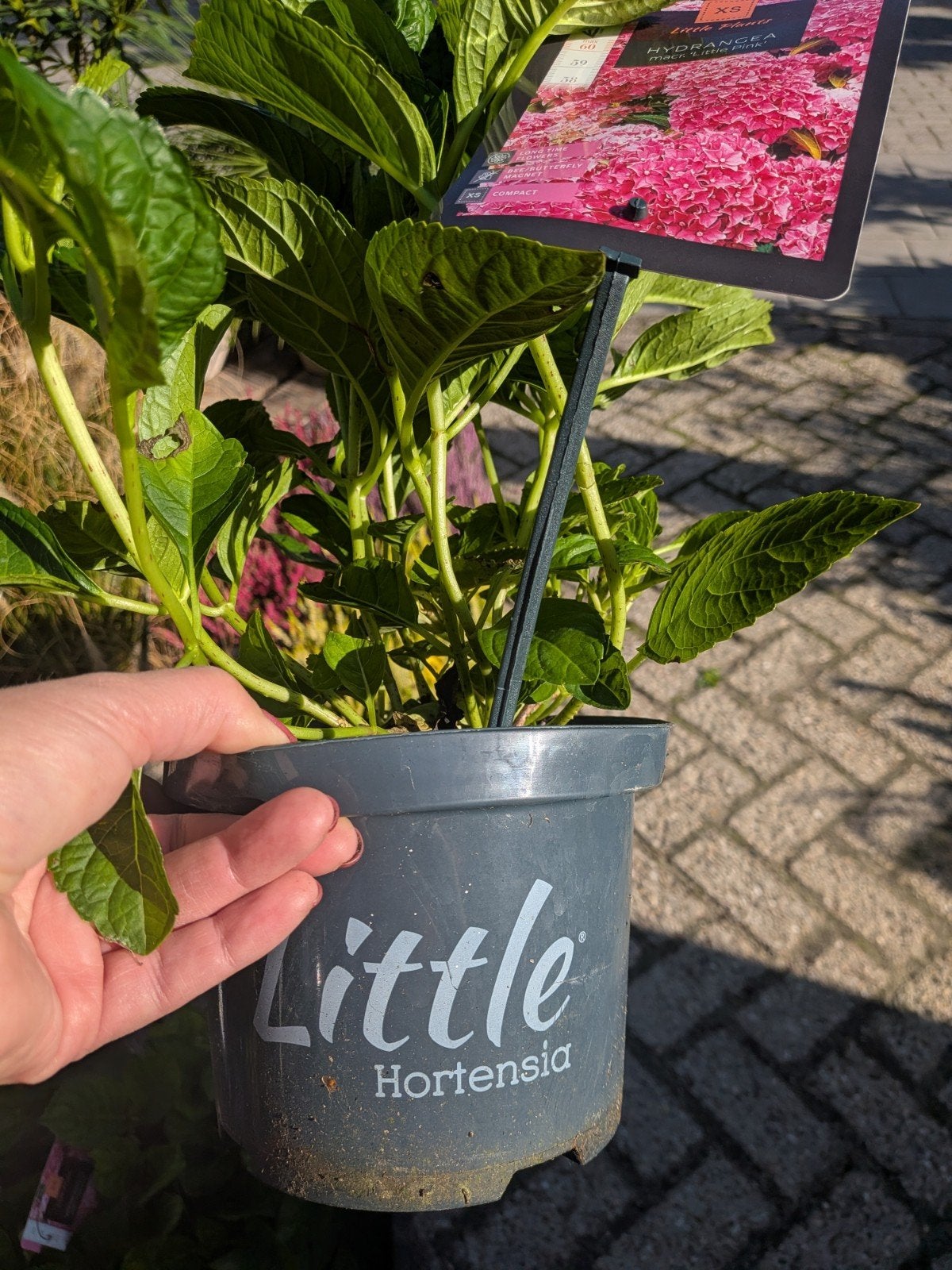 Hortensia little XS, little pink, Tuin en Terras, Ophalen, Zomer, Vaste plant, Halfschaduw
