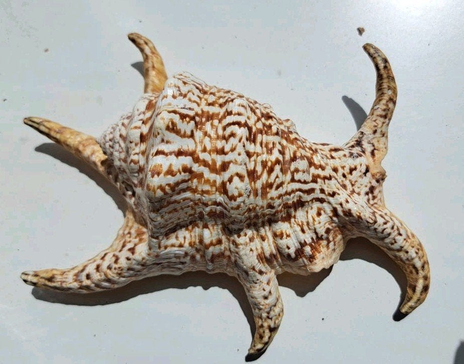 Prachtige grote 'spider conch' zeeschelp, Ophalen of Verzenden, Schelp(en)