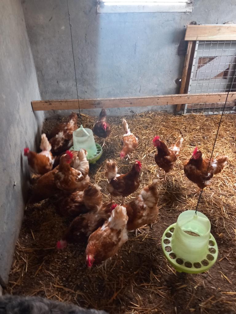 Bruine legkippen Isa Brown., Dieren en Toebehoren, Pluimvee, Vrouwelijk, Kip