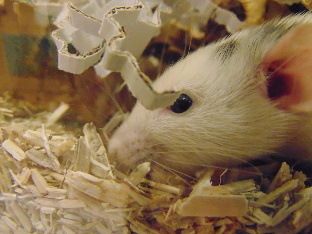 Tamme ratjes in Assen., Rat, Maart, Meerdere dieren, Tam