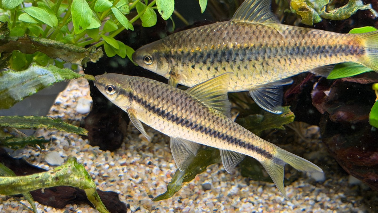 3 Siamese Algae Eaters (SAE) – gezond & actief, Vis, Zoetwatervis