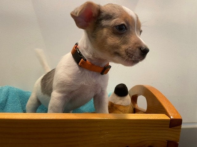 (blue) merle Jack Russell pup, Parvo, Jack Russell Terriër, 8 tot 15 weken, Meerdere