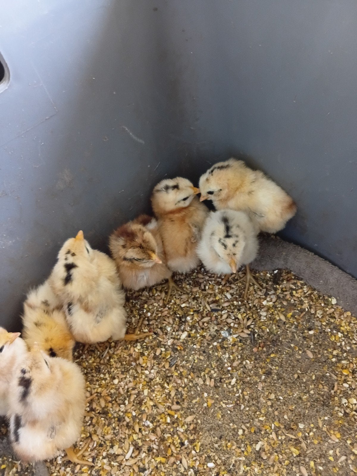 Pluimvee kuikentjes., Dieren en Toebehoren, Geslacht onbekend, Kip