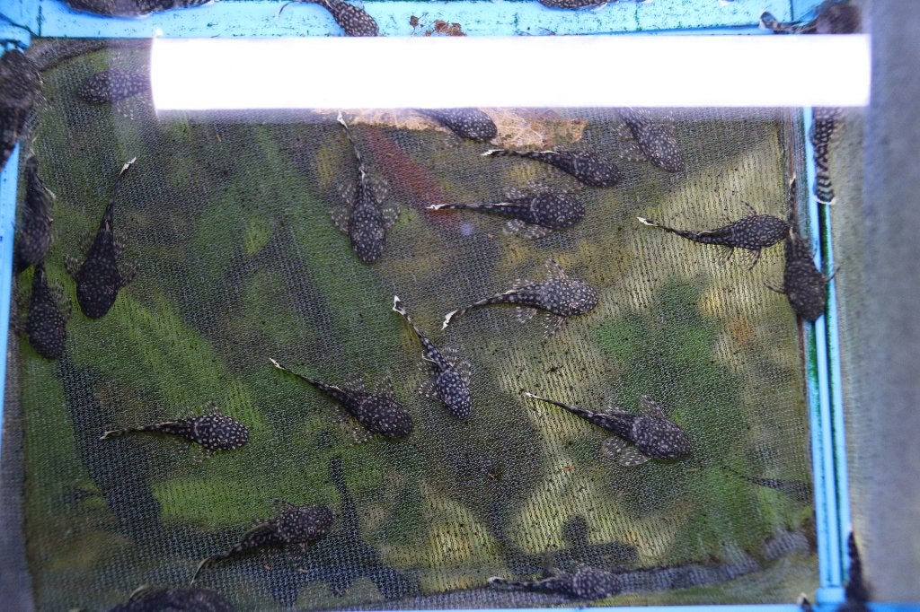 aquarium vissen, Dieren en Toebehoren, Vissen | Aquariumvissen, Overige typen, Zoetwatervis