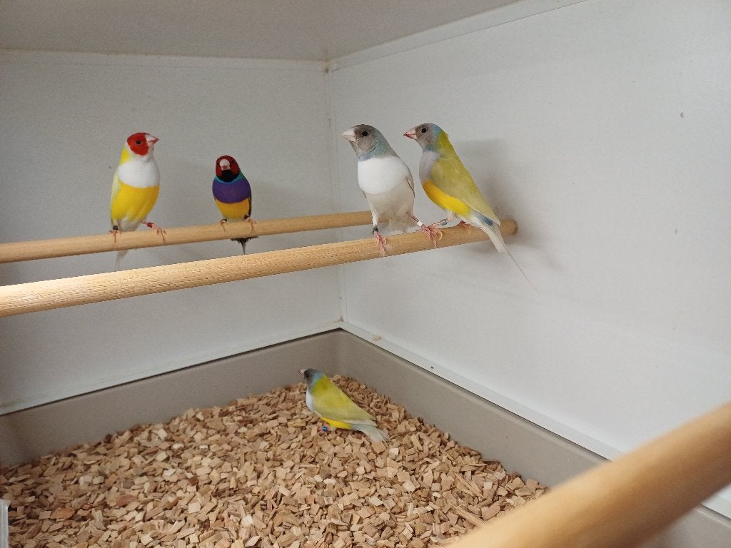 Gouldamadine, Dieren en Toebehoren, Meerdere dieren, Tropenvogel, Geringd