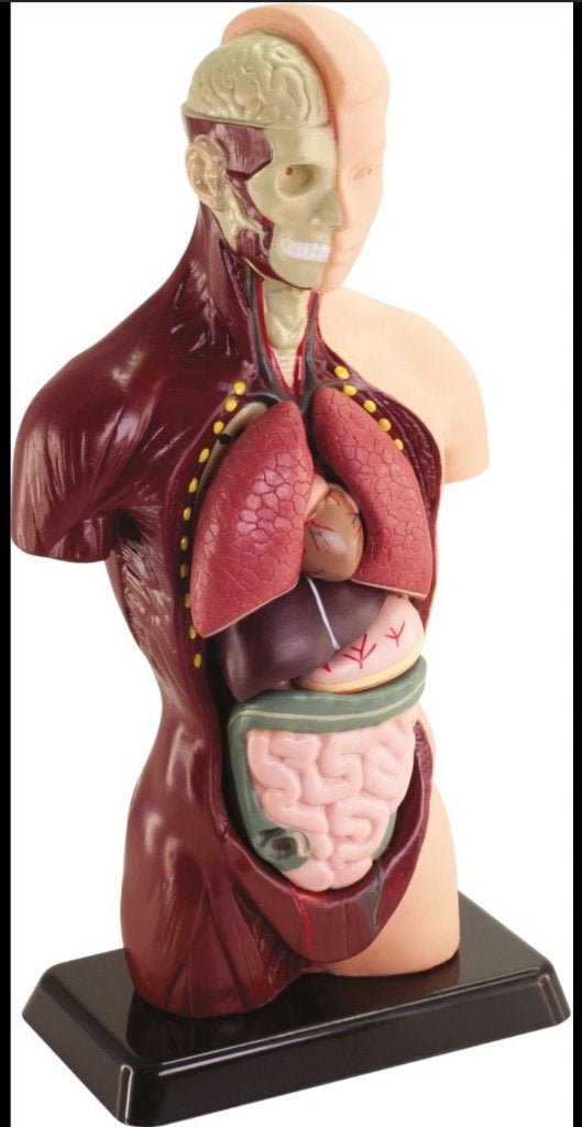 Zgan  anatomisch model/torso, Ophalen of Verzenden, Beta, Zo goed als nieuw, Niet van toepassing