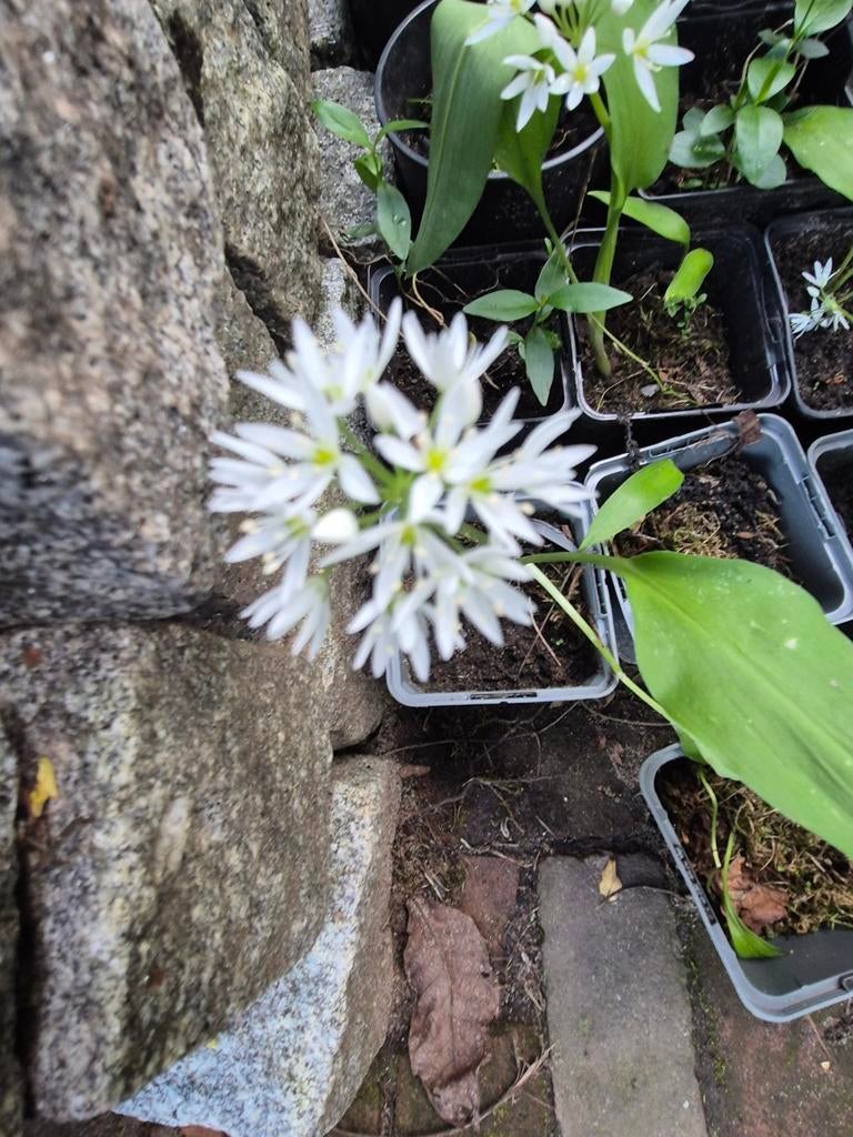 Daslook plantjes 20 stuks, Ophalen, Eenjarig, Groenteplanten, Volle zon