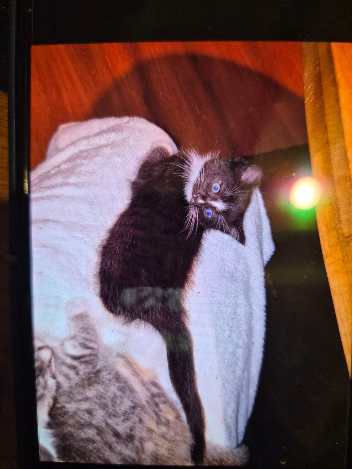 kitten, Dieren en Toebehoren, Ophalen of Verzenden
