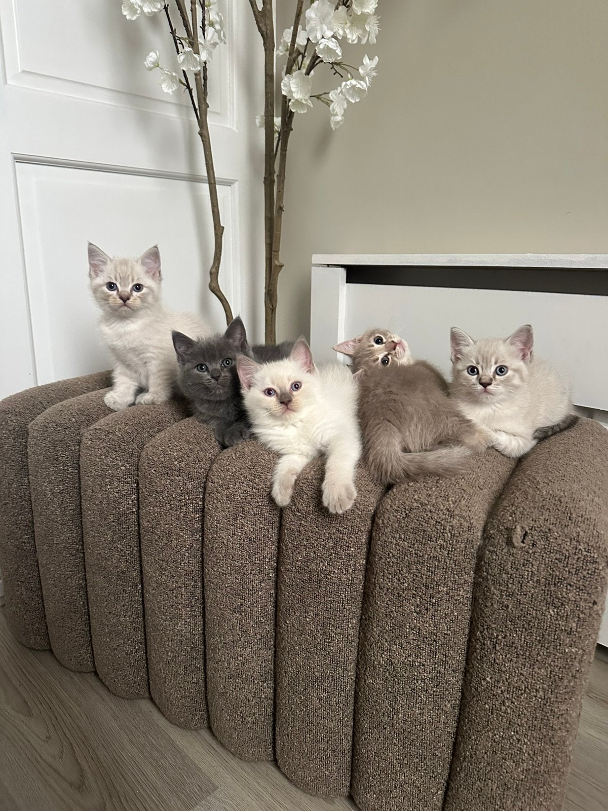 Brits Korthaar x Ragdoll Blue Lynx kittens, Kater, Ingeënt