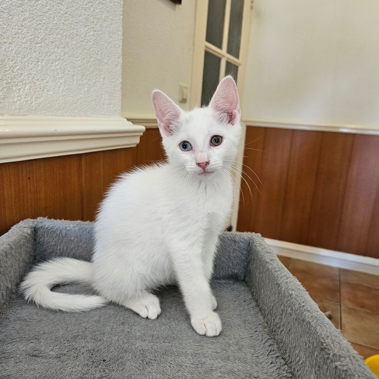 Te koop: mooie witte kitten, Dieren en Toebehoren, Poes