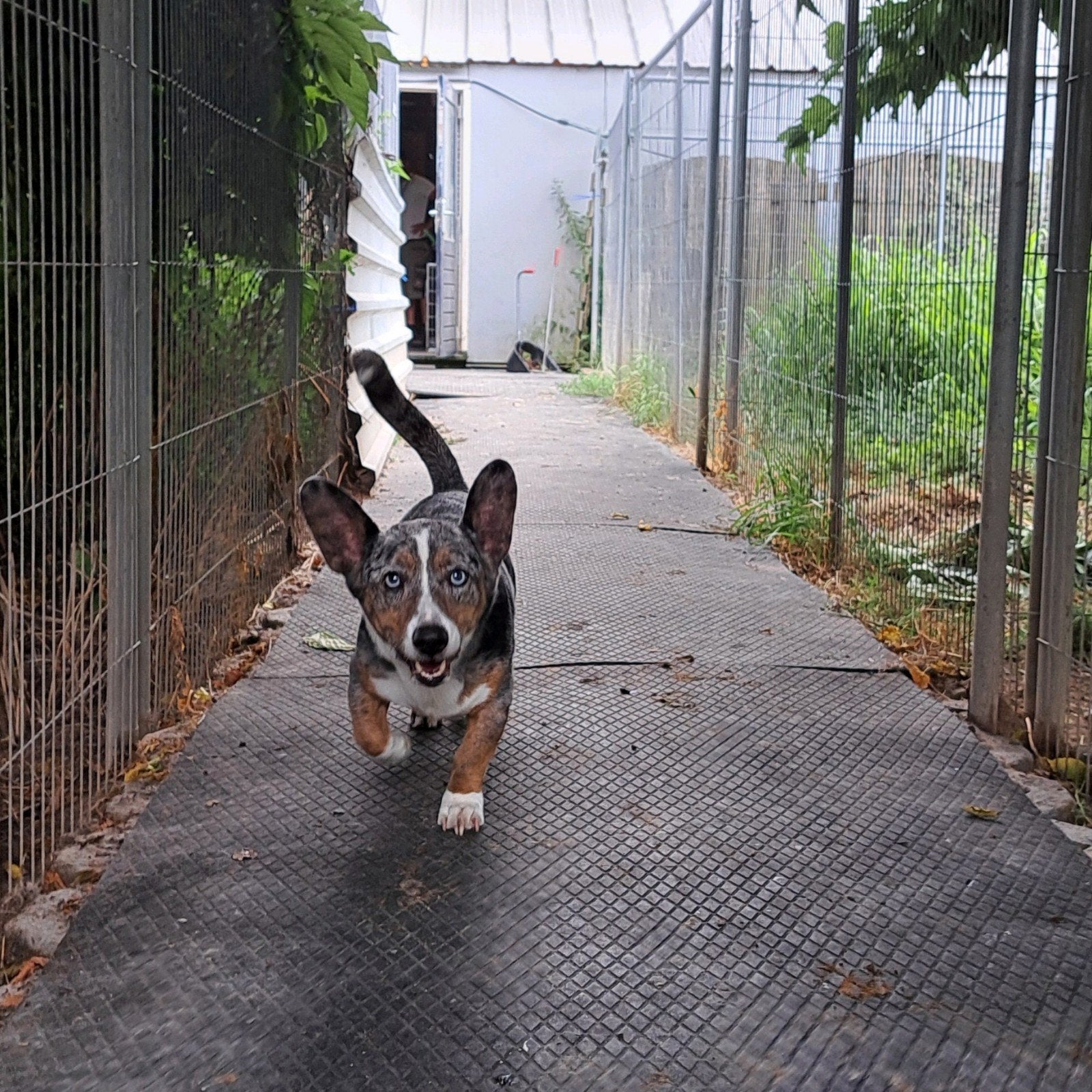 corgi zoekt nieuwe gouden mandje, Dieren en Toebehoren, Honden | Herdershonden en Veedrijvers, 6 jaar of ouder, Nederland, Eén hond