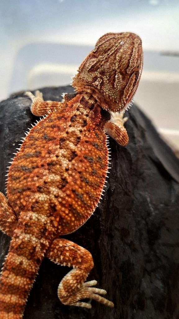 50% Red Monster mannetje (nakweek) baardagaam Bearded Dragon - male for sale from Design Dragons