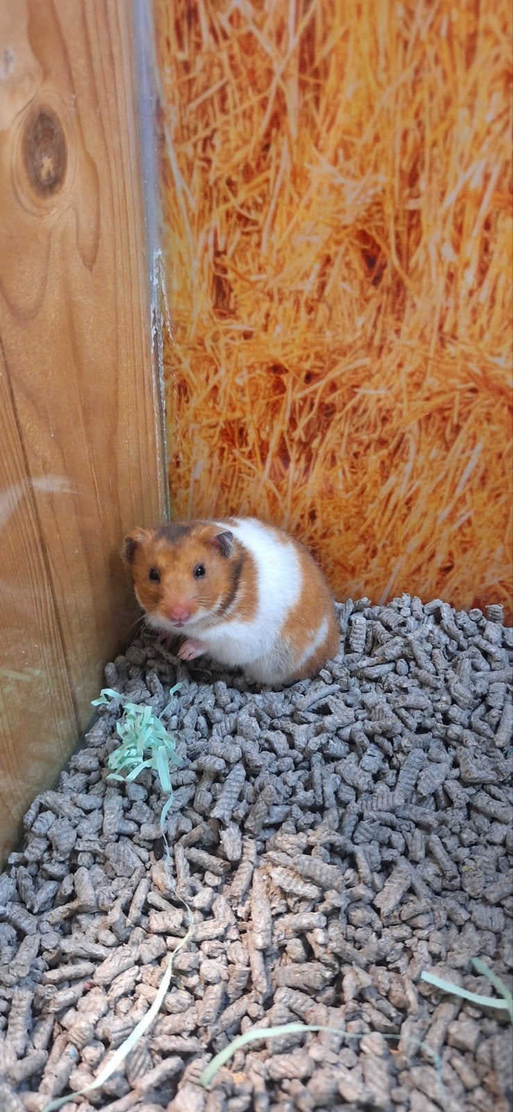 Syrische hamster vrouw, Dieren en Toebehoren, Knaagdieren, Juni, Vrouwelijk, Hamster