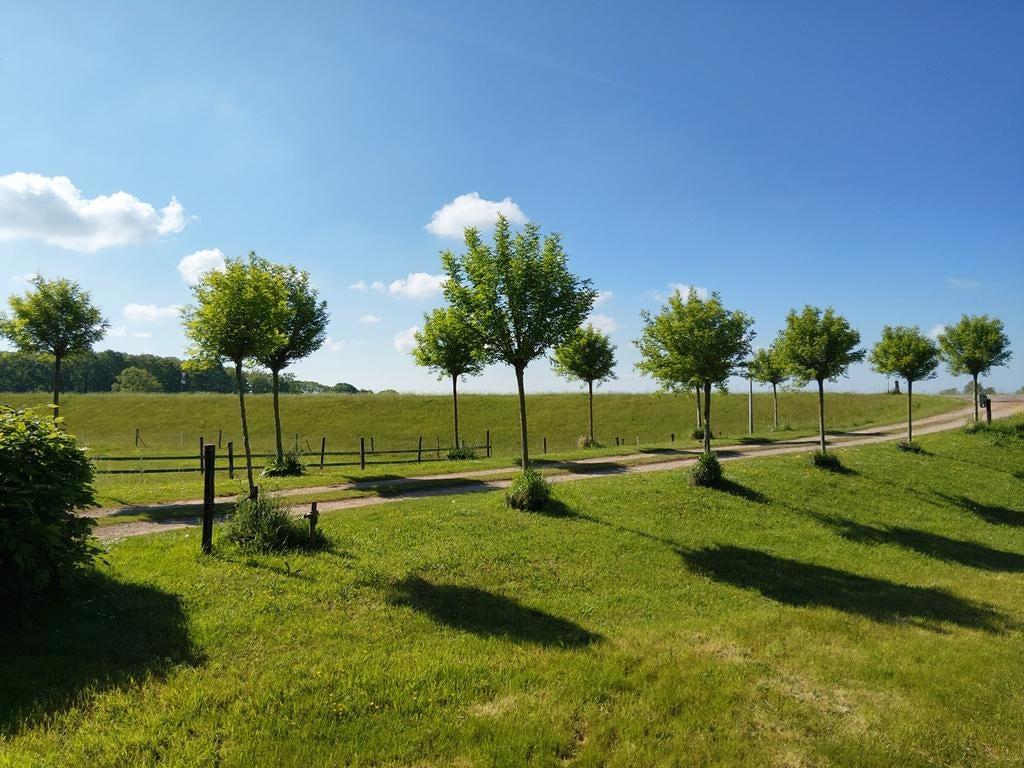 Bol Acacia's  , 12 stuks, Tuin en Terras, Planten | Bomen, Ophalen of Verzenden, Halfschaduw, 100 tot 250 cm