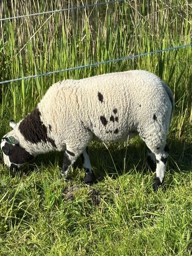 Stoere stamboek bonte ram, Dieren en Toebehoren, Mannelijk, Schaap