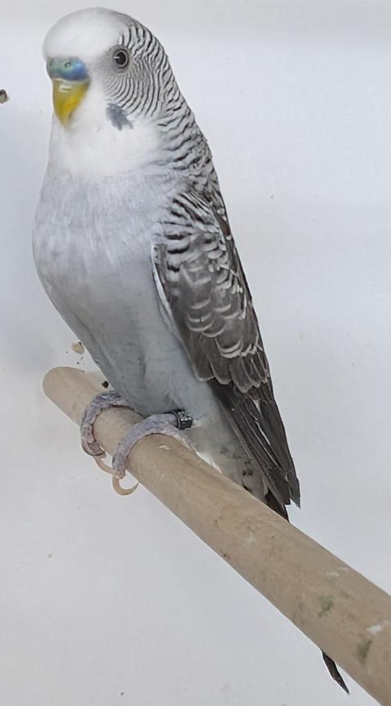 Blackwing grijze man, Dieren en Toebehoren, Vogels | Parkieten en Papegaaien, Mannelijk, Parkiet