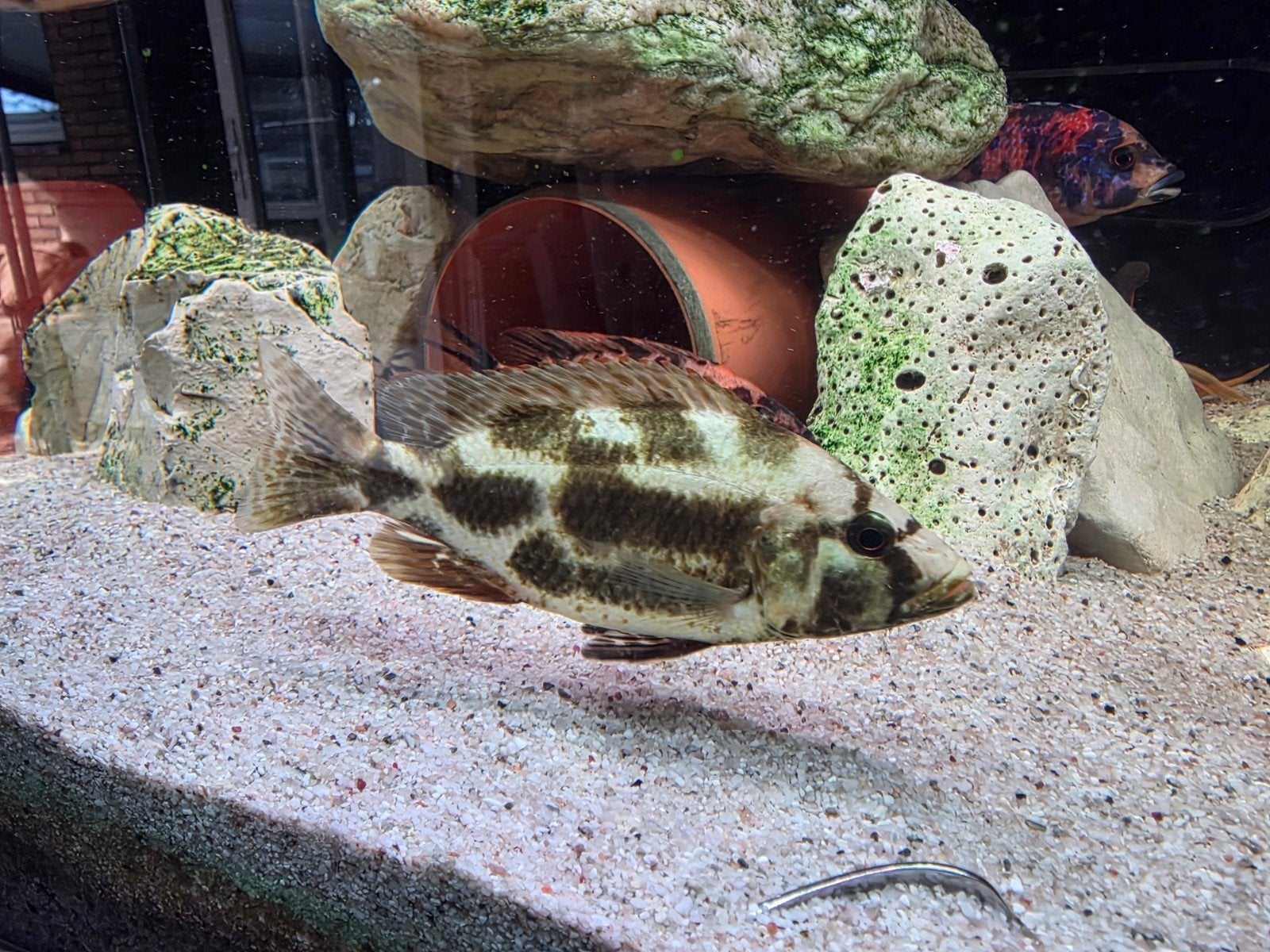 malawi chicliden te koop! Nimbochromis livingstonii, Vis