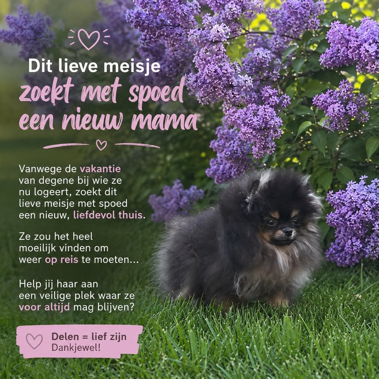 Pomeriaan puppy, Dieren en Toebehoren, Keeshond, 15 weken tot 1 jaar, Teef, Parvo