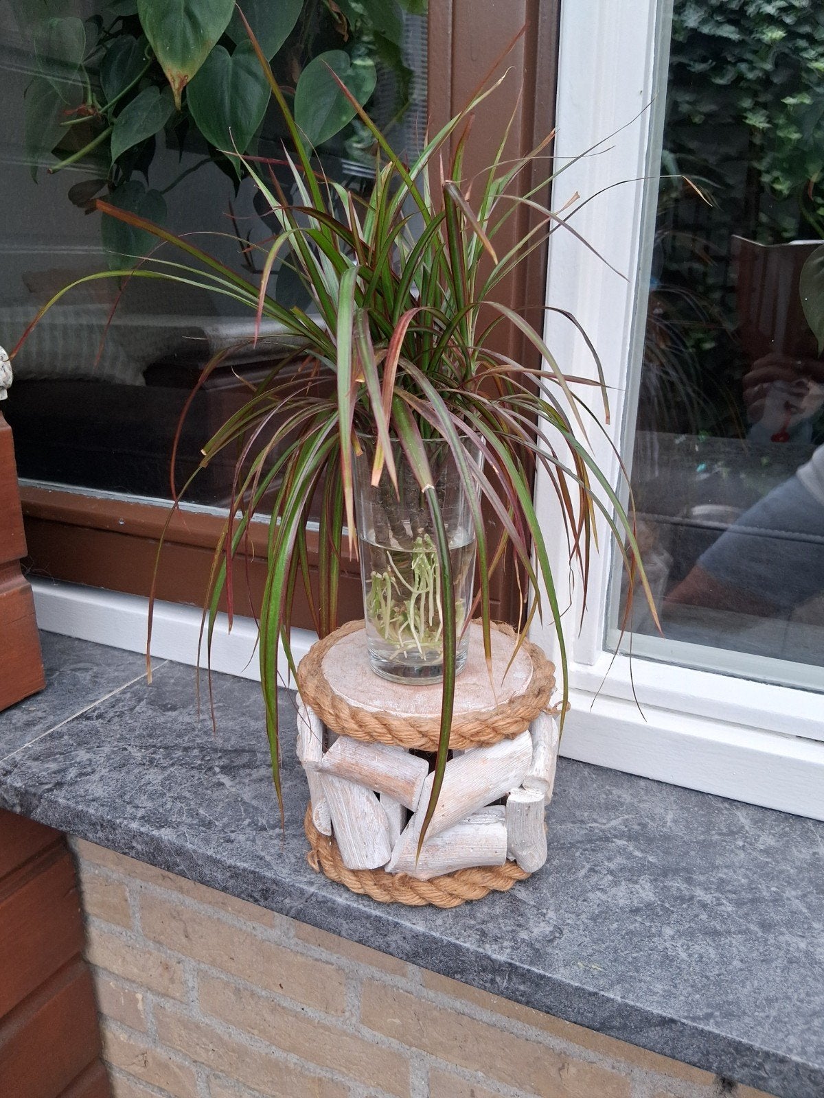 Dracaena marginata stekjes alleen morgen nog, Ophalen, Volle zon
