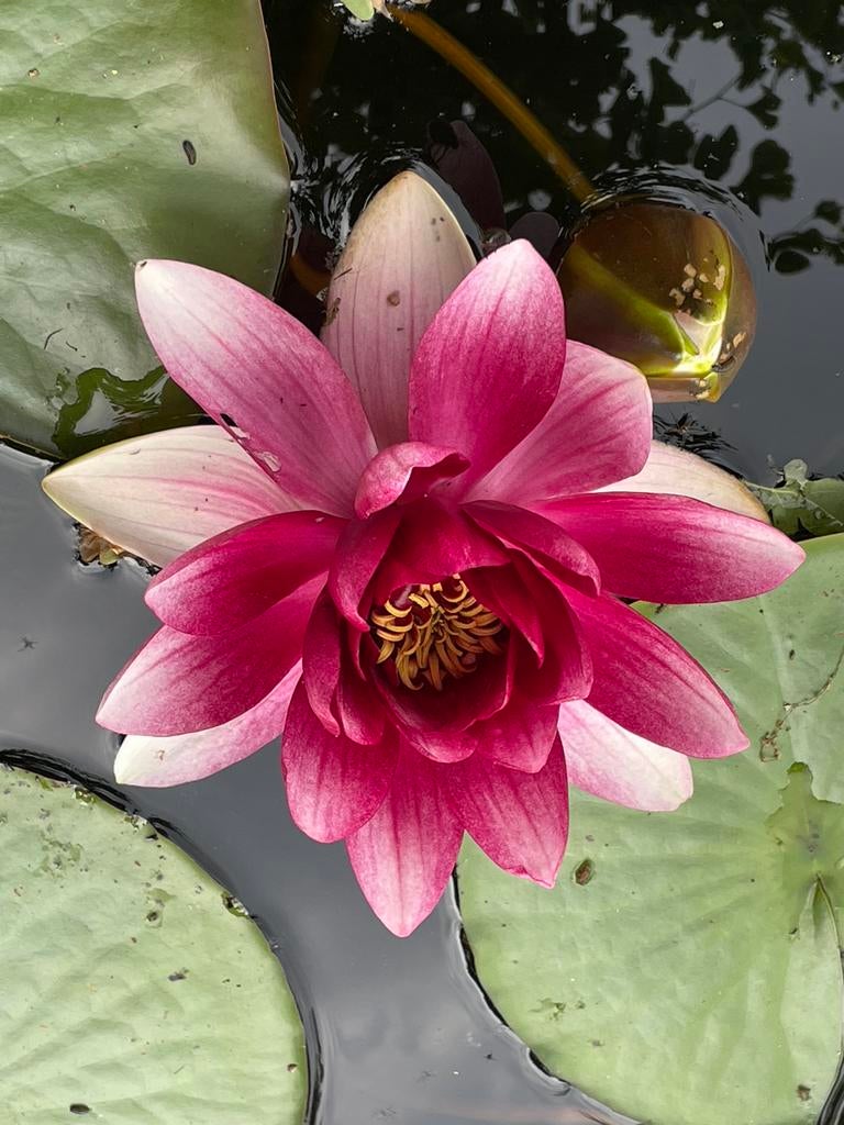 Waterlelie stekken - Mooie roze kleur - Nymphaea, Volle zon, Vaste plant, Ophalen of Verzenden, Zomer