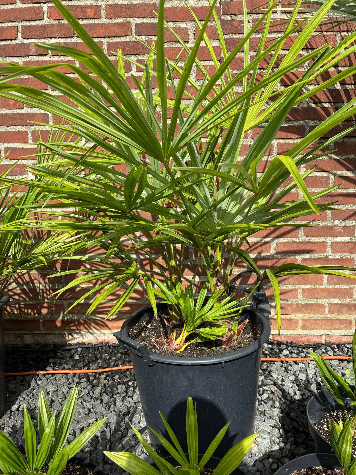 Trachycarpus Fortunei - 3 stammen Winterharde Palmbomen, Volle zon, Vaste plant, Bloeit niet, Ophalen