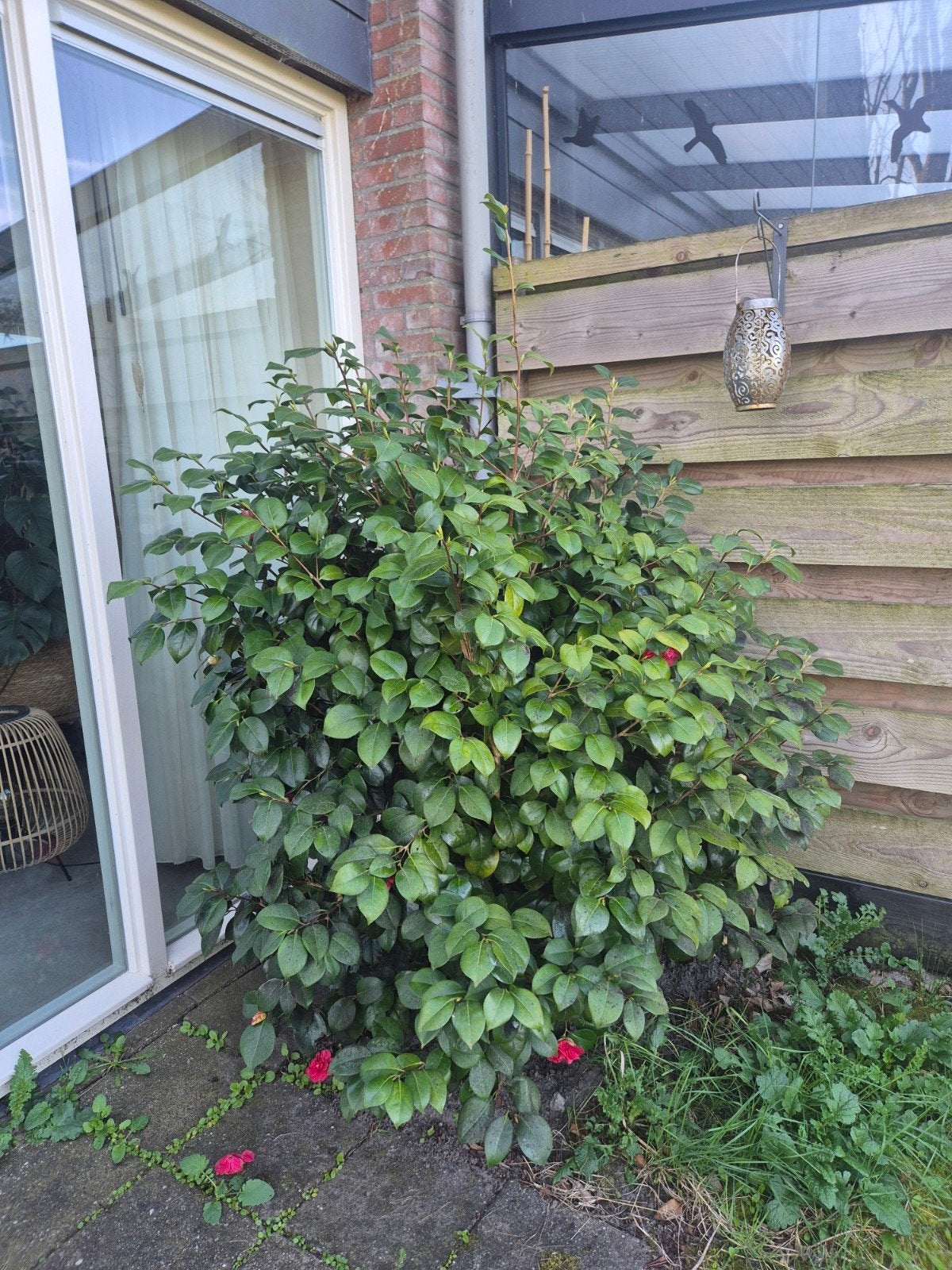 Camellia Japonica 'Tramonto' - Japanse Roos (170cm), Ophalen of Verzenden, Overige soorten