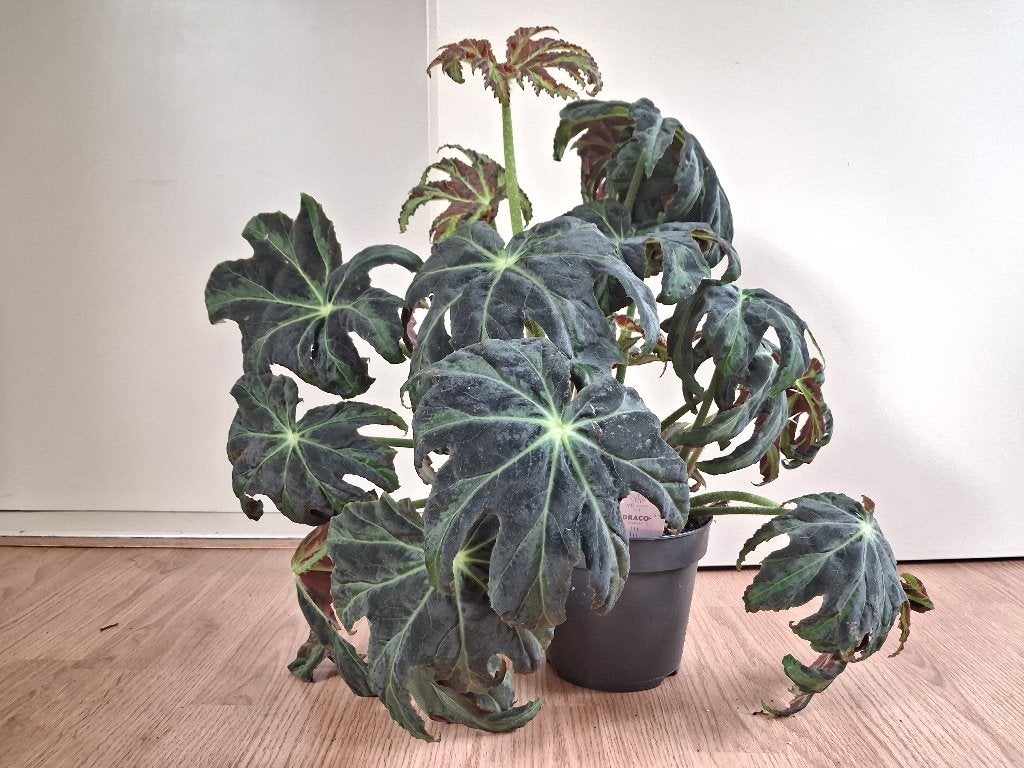 Begonia Heracleifolia 'Draco'  - Bladbegonia, Ophalen, Overige soorten, Halfschaduw, Minder dan 100 cm