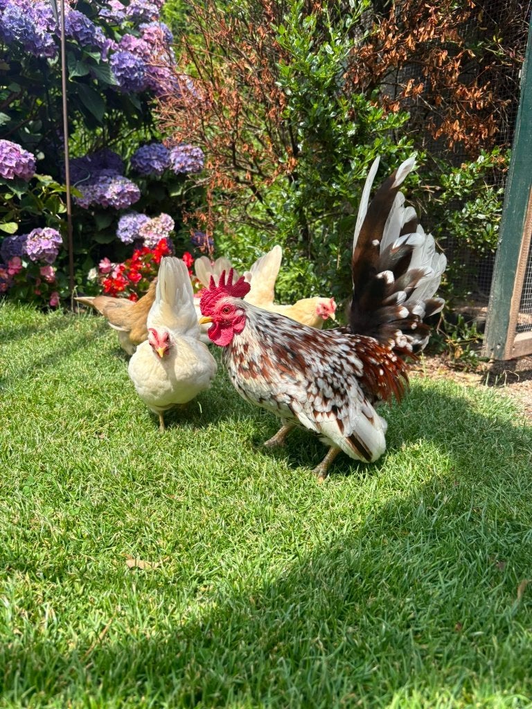 Serama kippen + haan te koop!, Dieren en Toebehoren, Pluimvee, Vrouwelijk, Kip