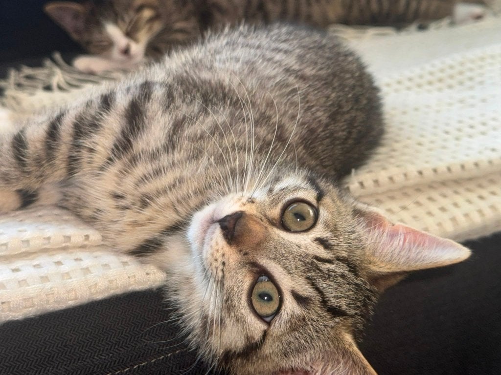 2 Gezonde poesjes van 10 weken, Poes, Kortharig, 0 tot 2 jaar