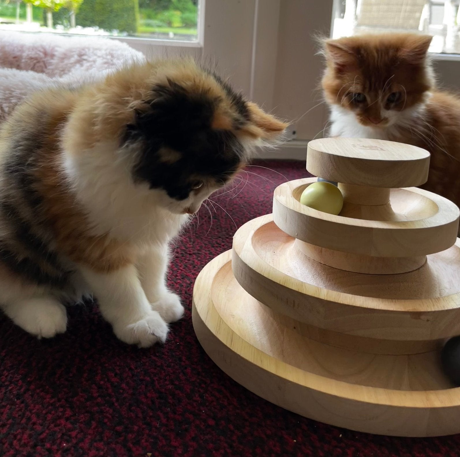 Twee Maincoon kittens, Meerdere dieren, Ontwormd, 0 tot 2 jaar