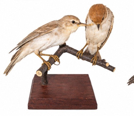 opgezette koppel vogels taxidermie, Ophalen of Verzenden, Zo goed als nieuw, Vogel, Opgezet dier