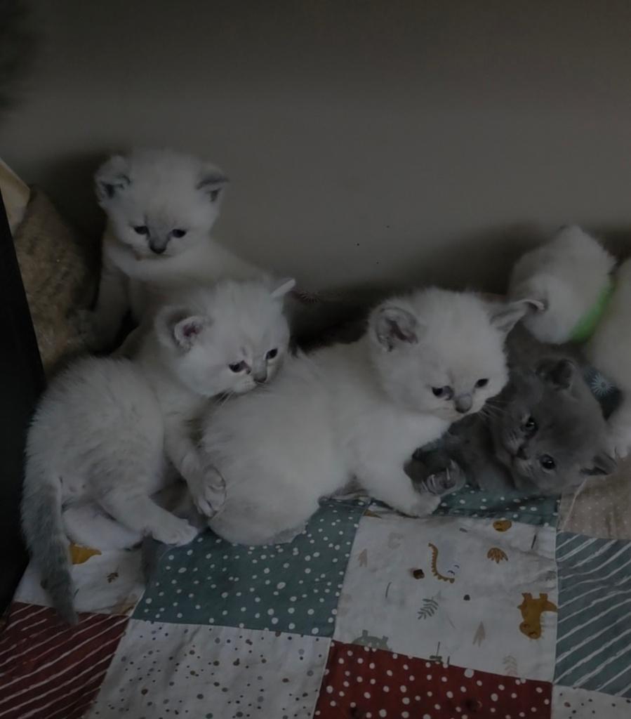 Britse korthaar kittens, Dieren en Toebehoren, Meerdere dieren