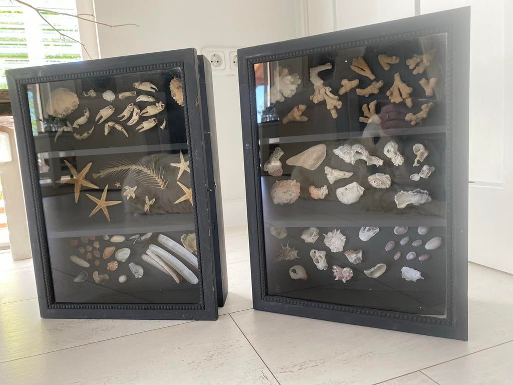 Set van 2 vitrinekastjes  met schelpen en zeedieren, Ophalen, Gebruikt