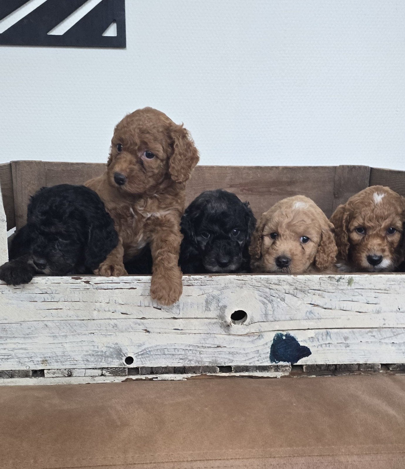 Sproodle medium puppies F1bb poedel doodle, Dieren en Toebehoren, Poedel, 8 tot 15 weken, Meerdere, Meerdere dieren