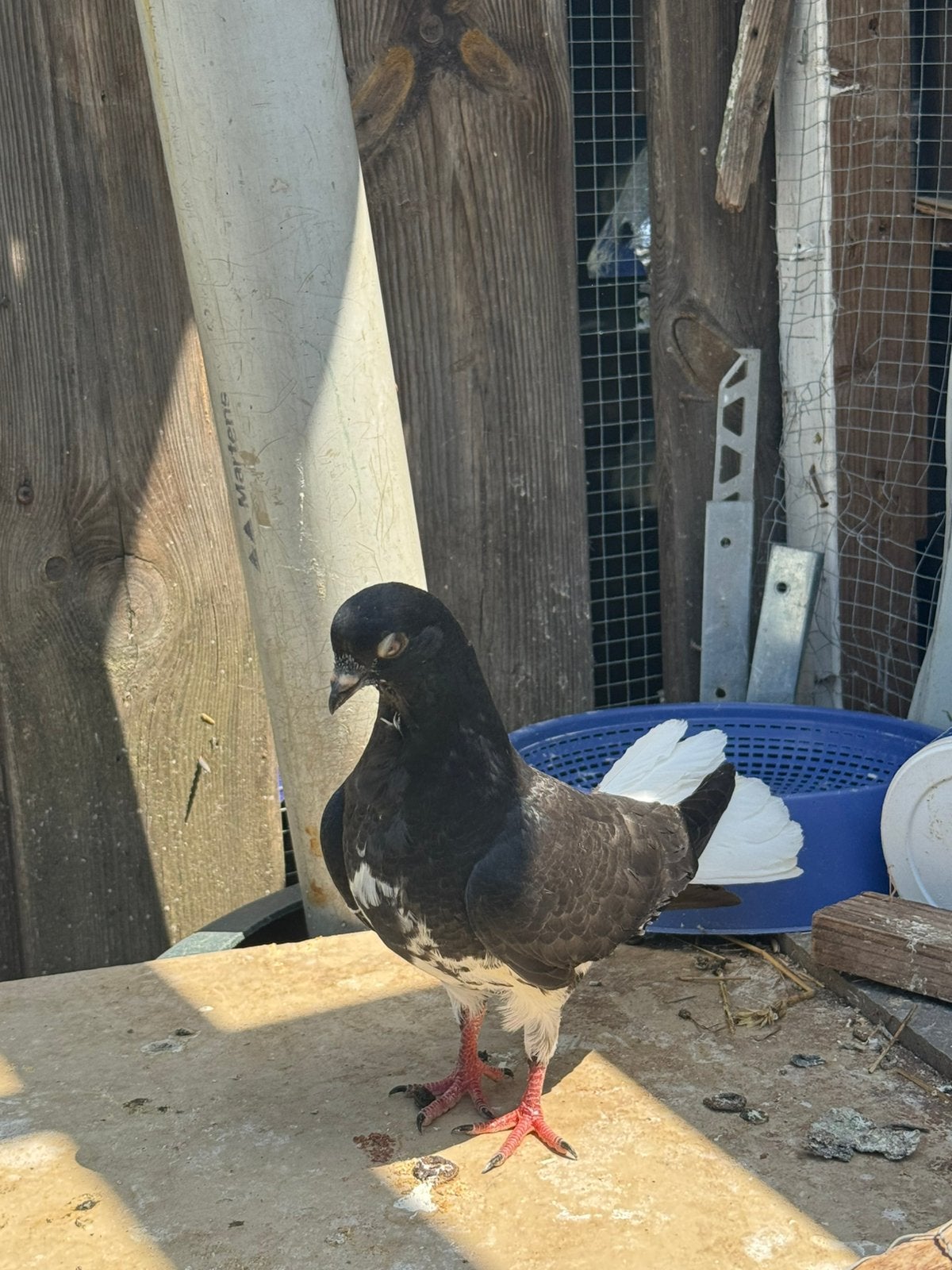 Duiven, Dieren en Toebehoren, Meerdere dieren, Overige soorten