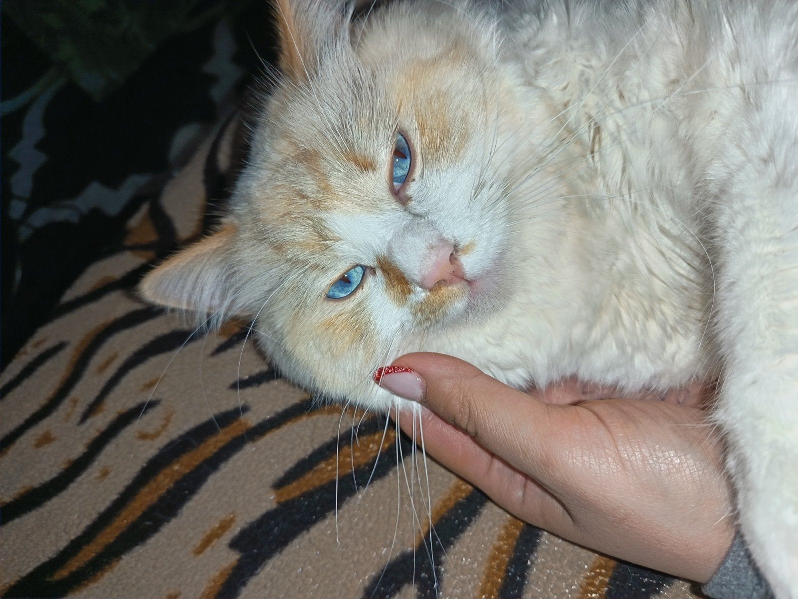 Ragdoll mannetje, Dieren en Toebehoren, Kater, Gechipt, 0 tot 2 jaar