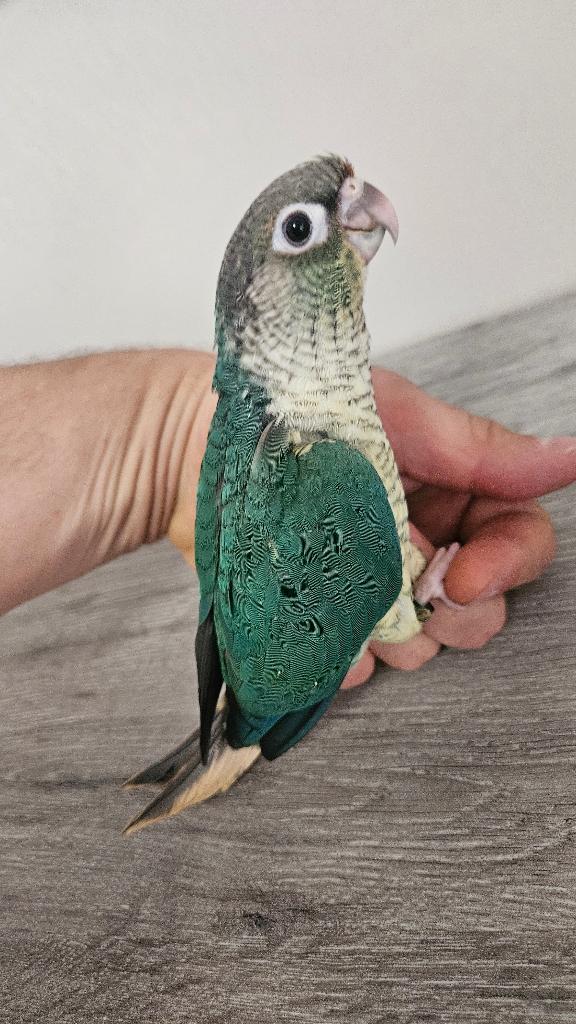 Jonge handtamme pyrrhura molinea, Geslacht onbekend, Parkiet, Geringd
