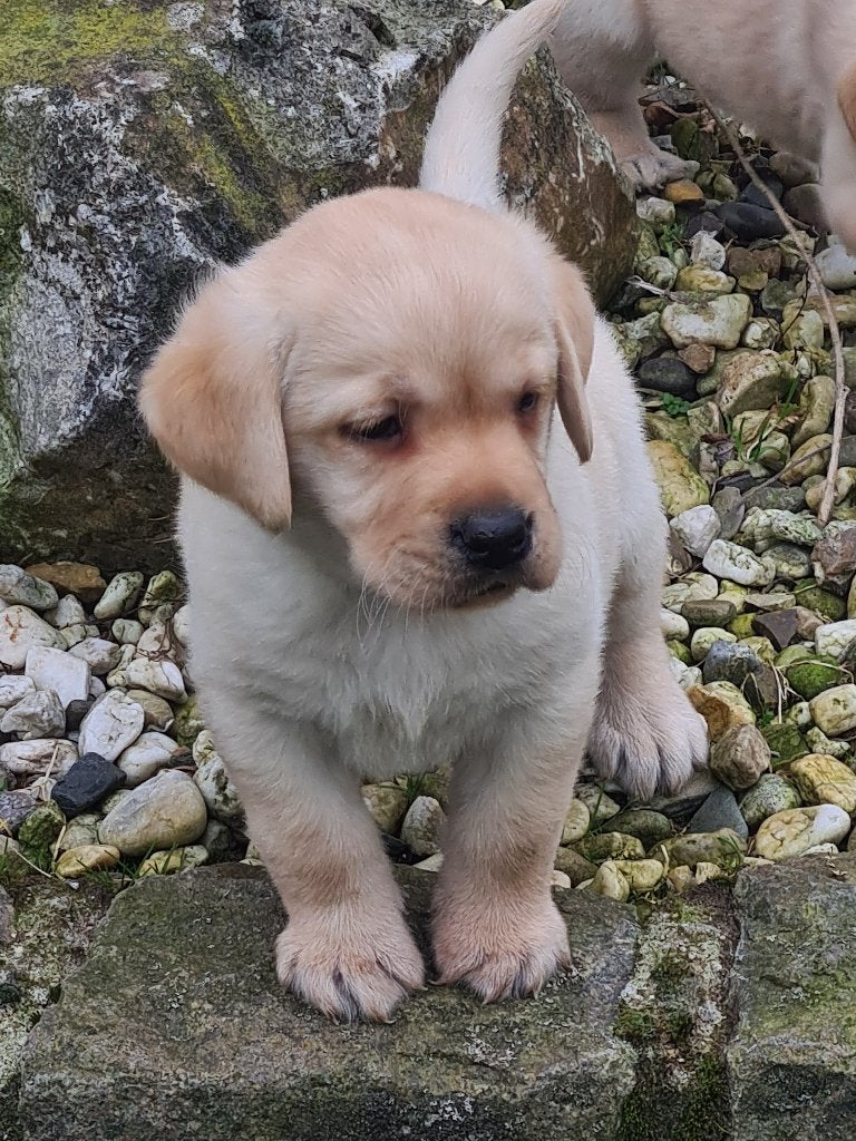 Zwarte en blonde labrador pups te koop, Parvo, 8 tot 15 weken, Labrador retriever, Meerdere