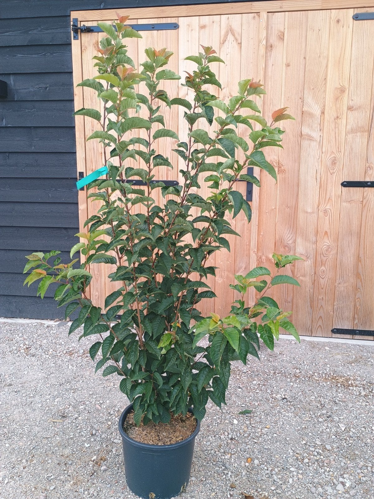 Prunus Spire - Sierkers in pot, Tuin en Terras, Planten | Bomen, Overige soorten, Lente, 100 tot 250 cm, Ophalen