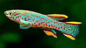 Killivis Fundulopanchax gardneri - Koidream Valburg, Vis, Zoetwatervis