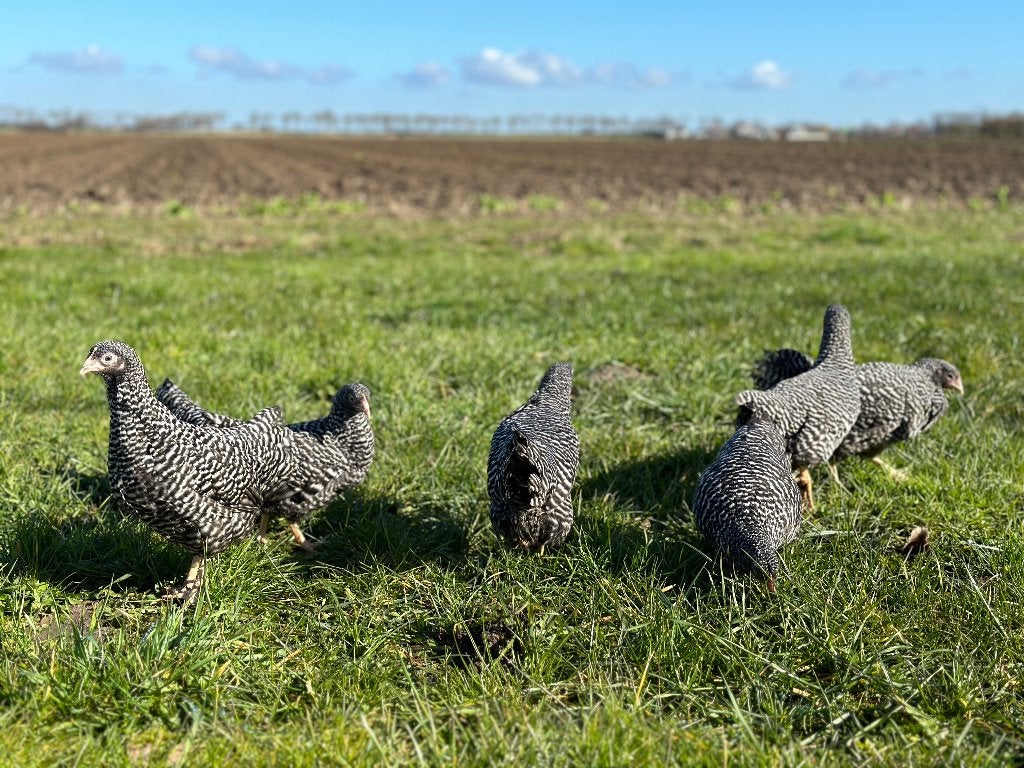 Jonge tamme Amrock kriel kippen gesekst & ingeënt, Dieren en Toebehoren, Pluimvee, Kip, Vrouwelijk
