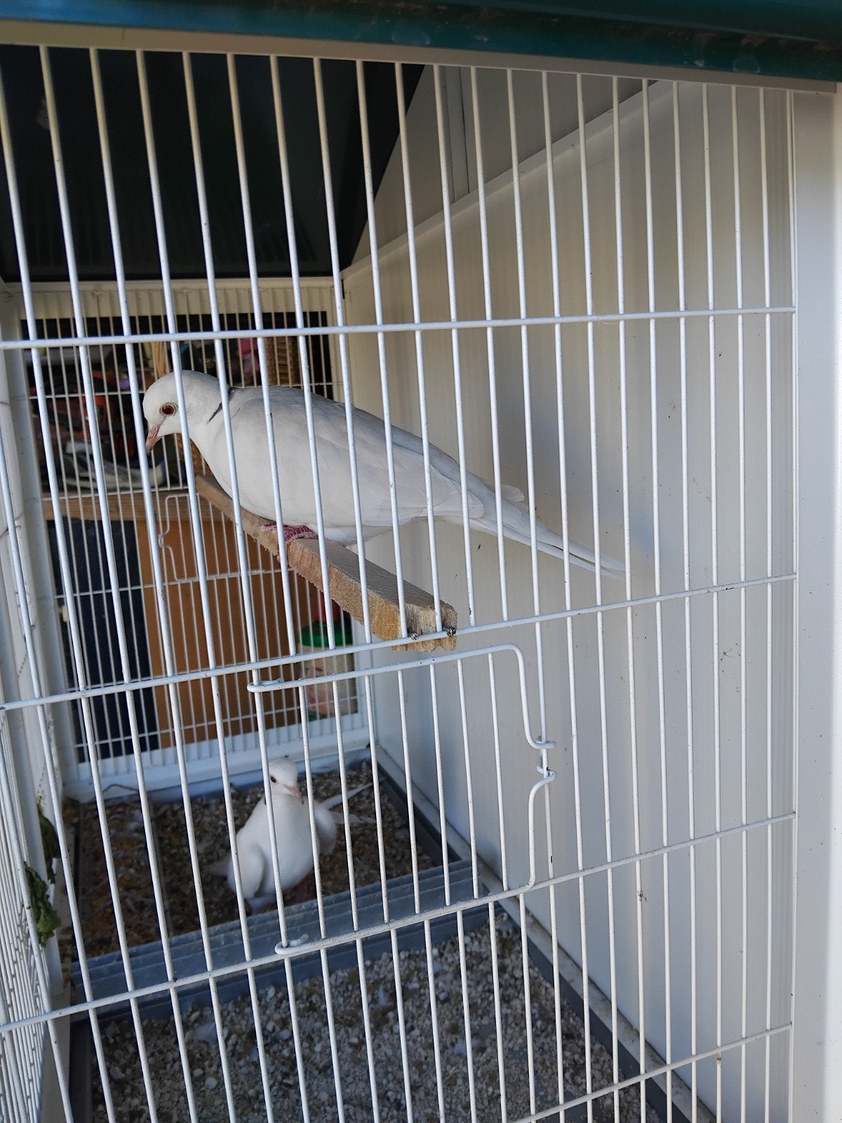 tortelduiven/lachduiven ivoor, Dieren en Toebehoren, Meerdere dieren